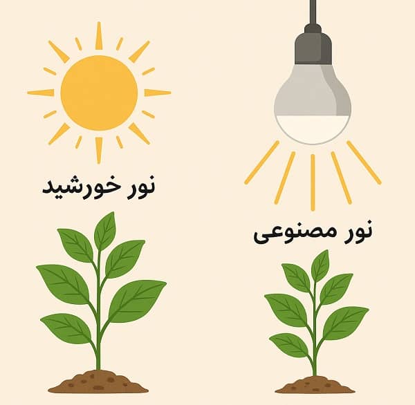تفاوت نور خورشید و نور مصنوعی برای رشد گیاهان