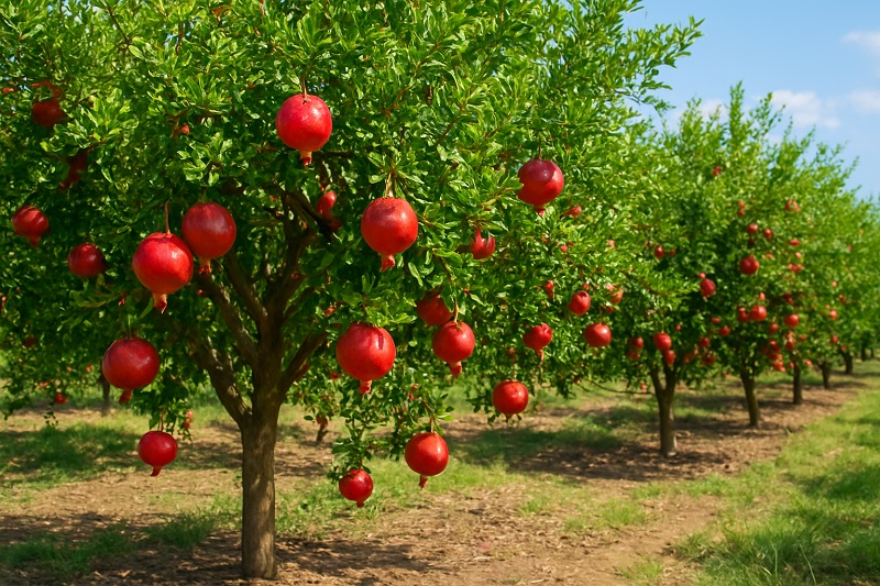 اصول نگهداری و کوددهی درخت انار